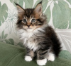 Photo №1. maine coon - à vendre en ville de Berlin | 400€ | Annonce № 103757