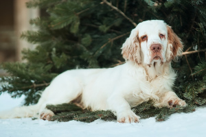 Photo №1. clumber spaniel - à vendre en ville de Омск | Négocié | Annonce №4709