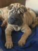 Photos supplémentaires: 3 szczenięta Shar Pei na sprzedaż