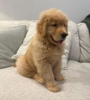 Photo №1. golden retriever - à vendre en ville de Varkaus | négocié | Annonce №56127