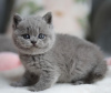 Photo №1. british shorthair - à vendre en ville de Denville | 265€ | Annonce № 122947