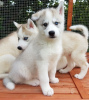 Photo №1. husky de sibérie - à vendre en ville de Pirna | 400€ | Annonce №114609