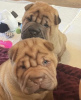 Photo №1. shar pei - à vendre en ville de Jüterbog | 400€ | Annonce №127290