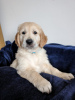 Photo №1. golden retriever - à vendre en ville de Франкфурт-на-Майне | 240€ | Annonce №104122