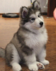 Photo №1. malamute de l'alaska - à vendre en ville de Dolní Morava | négocié | Annonce №97866