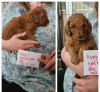 Photos supplémentaires: Chiots Goldendoodle miniatures