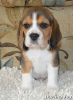 Photo №4. Je vais vendre beagle en ville de Северодонецк. de la fourrière - prix - 456€