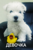 Photo №1. west highland white terrier - à vendre en ville de Grodno | 338€ | Annonce №11895