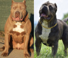 Photos supplémentaires: Chiots American Bully XL