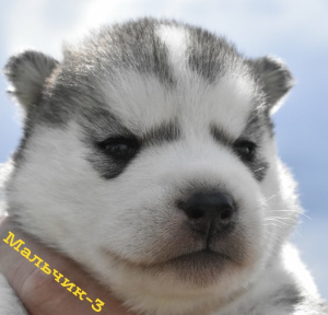 Photo №4. Je vais vendre husky de sibérie en ville de Syktyvkar. de la fourrière - prix - 358€