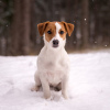 Photo №3. Chiot de race Jack Russell Terrier. Biélorussie