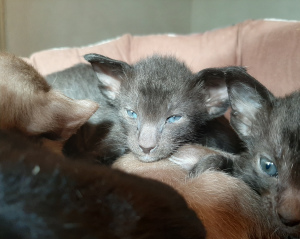 Photo №1. oriental shorthair - à vendre en ville de Kazan | négocié | Annonce № 6304