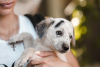 Photo №2 de l'annonce № 24928 de la vente chien bâtard - acheter à Fédération de Russie de l'abri