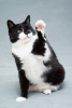 Photos supplémentaires: La charmante chatte noire et blanche Mila avec un cœur sur la patte recherche