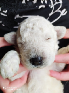 Photo №4. Je vais vendre komondor en ville de Saint-Pétersbourg. annonce privée - prix - négocié