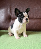 Photo №3. Chiot bouledogue français. Serbie