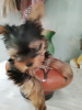 Photo №1. yorkshire terrier - à vendre en ville de Komsomolsk-sur-l'Amour | 0€ | Annonce №106943