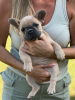 Photos supplémentaires: Chiots à vendre Chiots bouledogues français très mignons