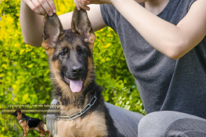 Photos supplémentaires: Chiot en vente!