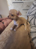 Photo №1. chihuahua - à vendre en ville de Zrenjanin | négocié | Annonce №71844