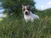 Photo №4. Je vais vendre jack russell terrier en ville de Лида. annonce privée - prix - 338€