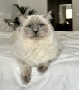 Photo №3. Chat ragdoll. Allemagne