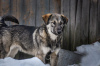 Photo №2 de l'annonce № 48378 de la vente chien bâtard - acheter à Fédération de Russie annonce privée