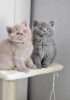 Photo №1. british shorthair - à vendre en ville de Komotini | Gratuit | Annonce № 126141