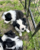 Photo №1. border collie - à vendre en ville de Berne | négocié | Annonce №120108