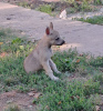 Photo №4. Je vais vendre chien-loup tchécoslovaque en ville de Панчево. éleveur - prix - négocié