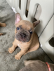 Photos supplémentaires: Chiots bouledogue français à vendre