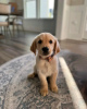 Photo №1. golden retriever - à vendre en ville de Munich | 400€ | Annonce №120241