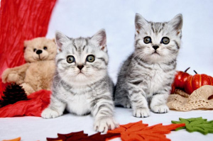 Photo №3. Nous avons de beaux chatons British Shorthair dans les couleurs. Allemagne