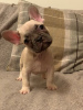 Photo №1. bouledogue - à vendre en ville de Munich | 425€ | Annonce №99948