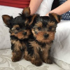 Photo №1. yorkshire terrier - à vendre en ville de Афины | négocié | Annonce №109863