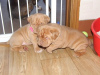 Photo №1. dogue de bordeaux - à vendre en ville de Гамбург | 200€ | Annonce №124480