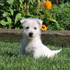 Photo №1. west highland white terrier - à vendre en ville de Berlin | négocié | Annonce №44770