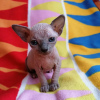 Photo №4. Je vais vendre sphynx en ville de Straubing. annonce privée, de la fourrière, éleveur - prix - 200€