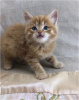 Photo №1. maine coon - à vendre en ville de Дортмунд | 520€ | Annonce № 104152