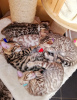 Photo №3. Chatons Bengal Cats vaccinés prêts maintenant avec des services de livraison à. Allemagne