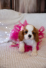 Photo №4. Je vais vendre cavalier king charles spaniel en ville de Prague. annonce privée - prix - 1800€