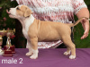 Photos supplémentaires: Chiots American Staffordshire Terrier