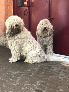 Photo №2 de l'annonce № 6935 de la vente komondor - acheter à Fédération de Russie annonce privée