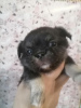 Photos supplémentaires: bébé chihuahua