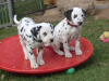 Photo №1. dalmatien - à vendre en ville de Helsinki | 400€ | Annonce №56455