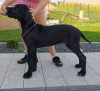 Photo №4. Je vais vendre dogue allemand en ville de Trąbki Małe. éleveur - prix - 1500€