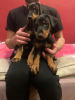 Photo №4. Je vais vendre dobermann en ville de Tbilissi. annonce privée - prix - 331€