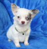 Photo №1. chihuahua - à vendre en ville de Helsinki | Gratuit | Annonce №98983