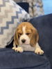 Photo №1. beagle - à vendre en ville de New york | 379€ | Annonce №102243