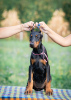 Photos supplémentaires: Chiots Doberman à vendre